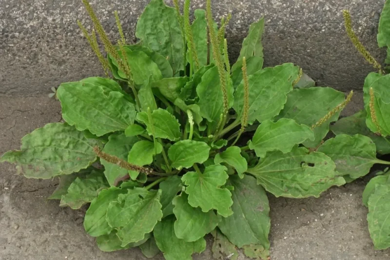 🌿 Weegbree – het wonder van de natuur