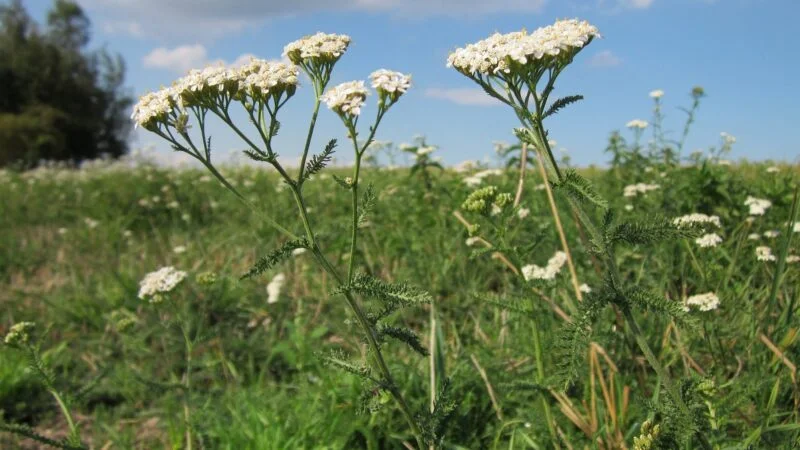 Geneeskrachtige planten die onkruid worden genoemd – helende “onkruiden”